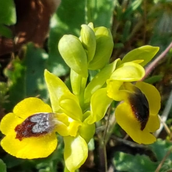 Ophrys lutea